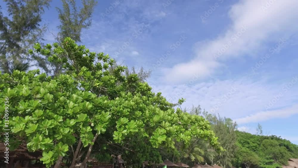 View of the Tropical Tree With Green Foliage on a Blue Sky View of the Tropical Tree With Green Foliage on a Blue Sky