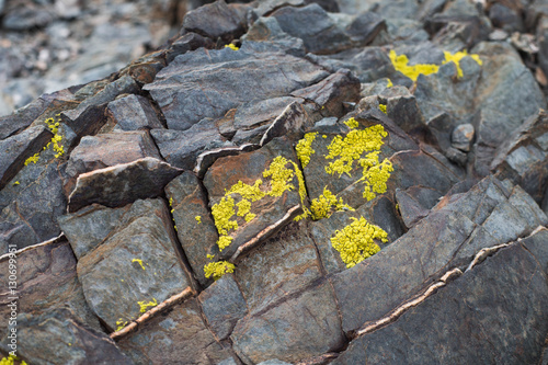 Yellow Lichens  or yellow rock fungus on a rock texture on Mountain. photo