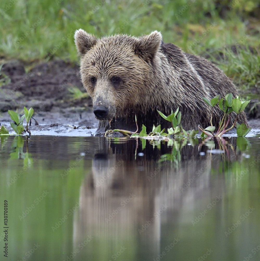 Wild Brown bear (ursus Arctos) in the summer forest Wild Brown bear (ursus Arctos) in the summer forest