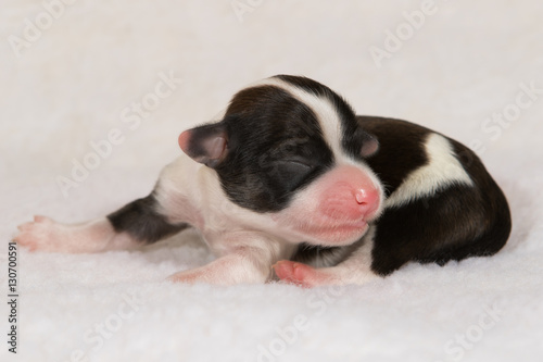 young newborn havanese dog puppy