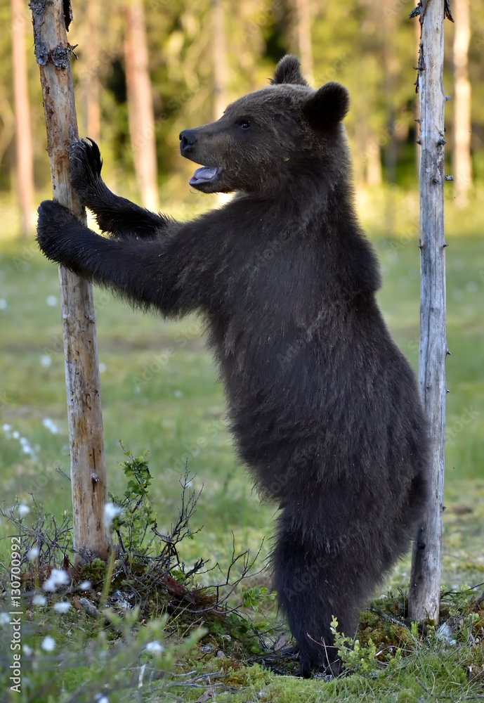 The Cub of Brown Bear (Ursus Arctos) standing on hinder legs  in the summer forest  Natural green Background
