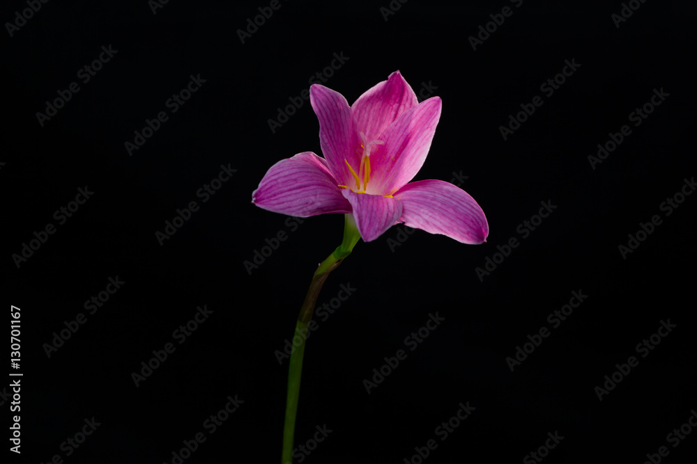 flowers zephyranthes Pink on black background A bright green sta