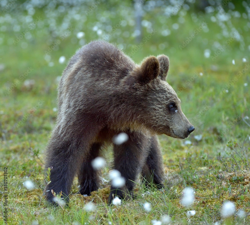 Fototapeta premium Cubs of Brown bear (Ursus Arctos) in the summer forest. Natural green Background