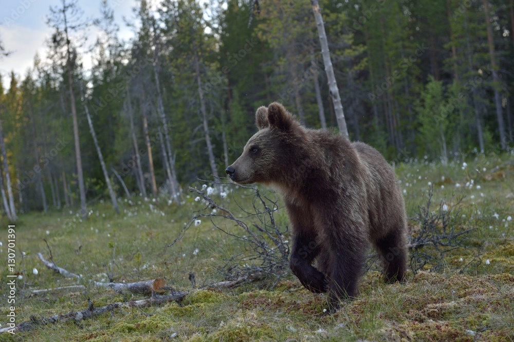 Cubs of Brown bear (Ursus Arctos) in the summer forest. Natural green Background Cubs of Brown bear (Ursus Arctos) in the summer forest. Natural green Background