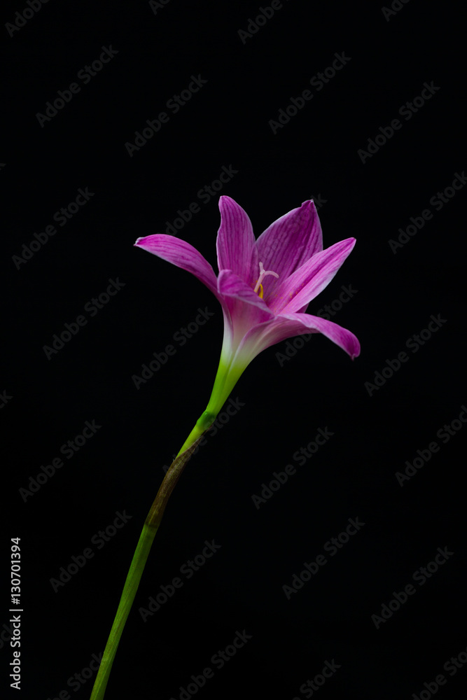 flowers zephyranthes Pink on black background A bright green sta flowers zephyranthes Pink on black background A bright green sta