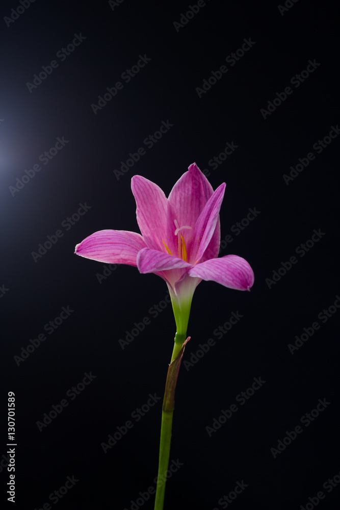 flowers zephyranthes Pink on black background A bright green sta