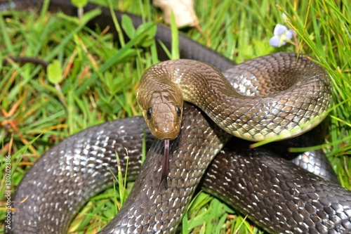 Äskulapnatter (Zamenis longissimus) in Verteidigunsstellung im Gras