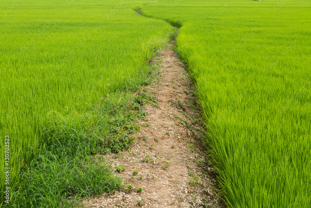 green fresh paddy leaf background in summer . green fresh paddy leaf background in summer .