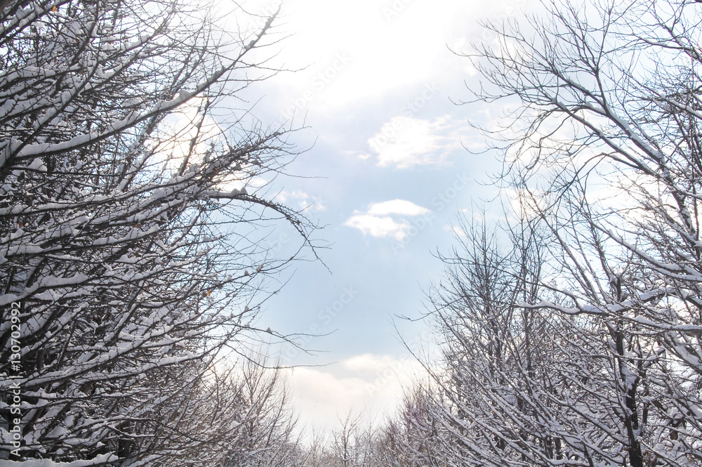 雪景色 雪景色