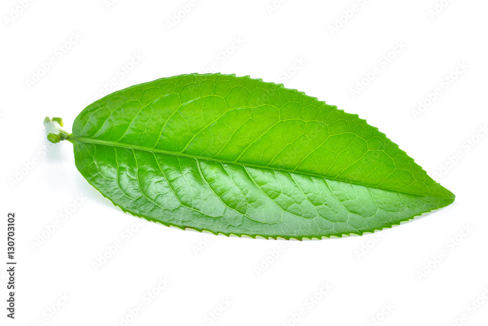Obraz premium Green tea leaf isolated on white background
