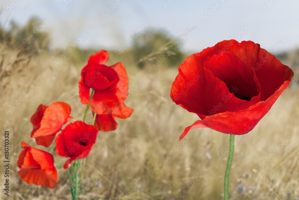 Fototapeta premium Poppy.