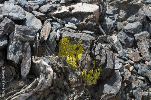Yellow Lichens  or yellow rock fungus on a rock texture on Mountain. photo