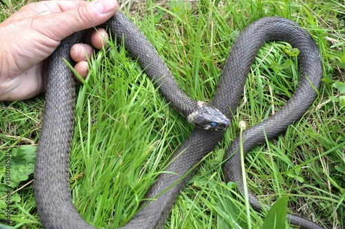 Große Ringelnatter (Natrix natrix) im Gras