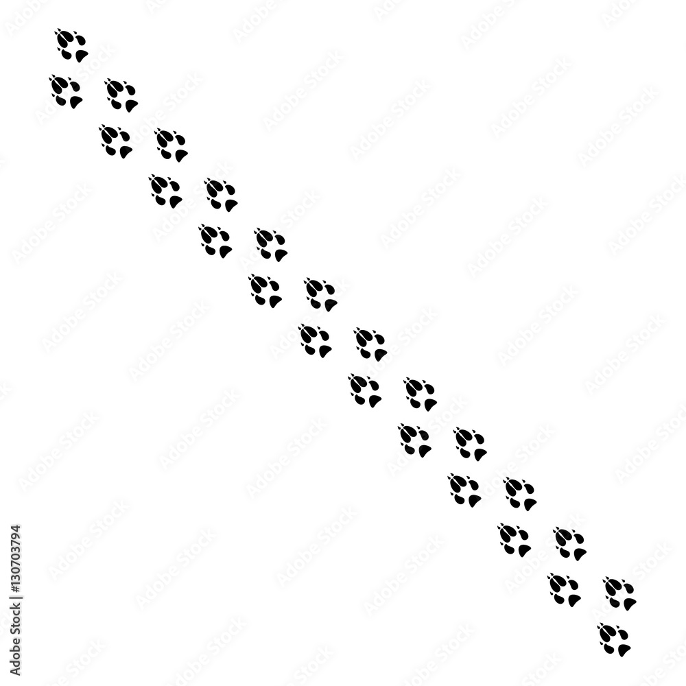 Fox footprint track Fox footprint track
