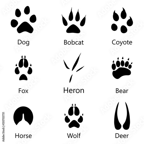 Animal footprints vector