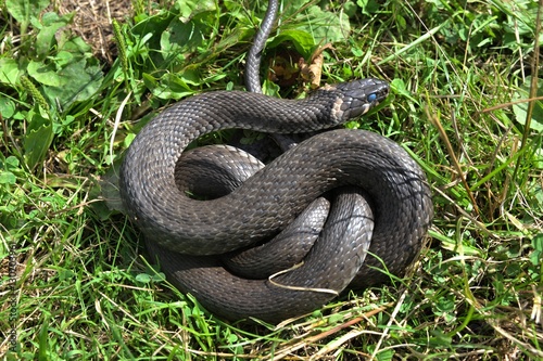 Große Ringelnatter (Natrix natrix) im Gras