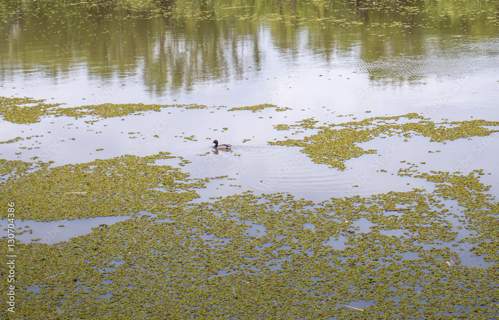 duck on the lake. duck on the lake.