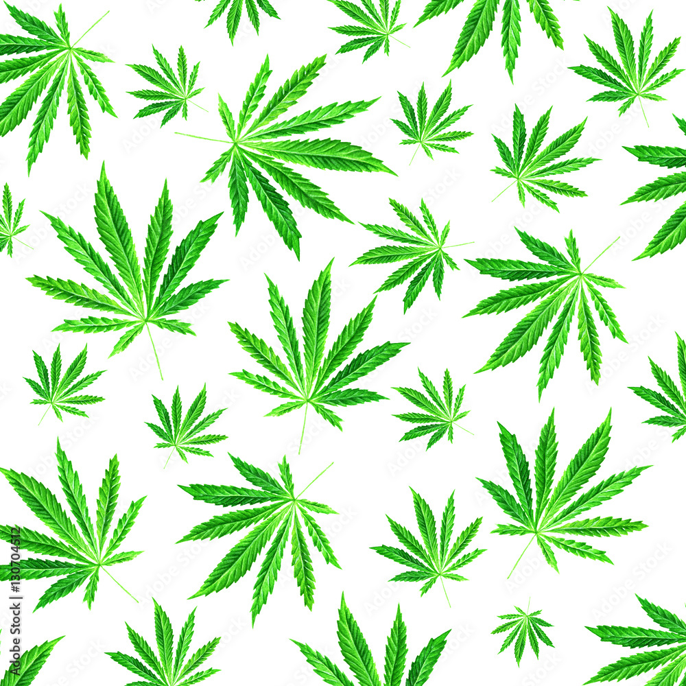 Bright green cannabis sativa leaf painted in watercolor. Hand drawn marijuana illustration isolated on white background. Design element