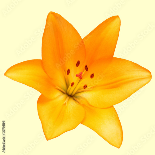 Beautiful lily flower yellow