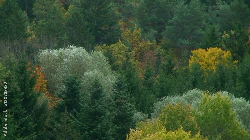 Stürmischer Wind lässt die herbstlich verfärbten Baumkronen schaukeln Stürmischer Wind lässt die herbstlich verfärbten Baumkronen schaukeln