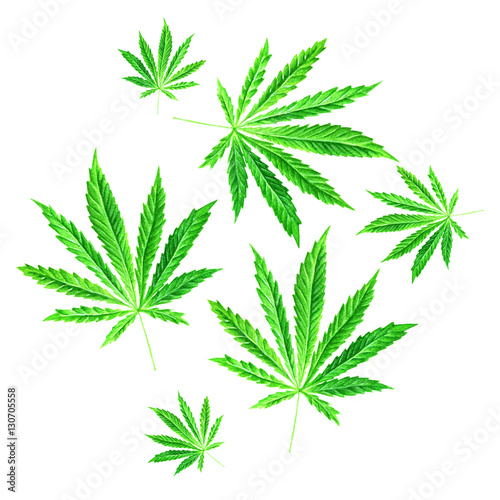 Bright green cannabis sativa leaves painted in watercolor. Hand drawn marijuana illustration isolated on white background. Design element