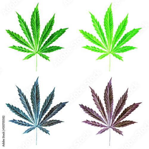 Bright green cannabis sativa leaf painted in watercolor. Hand drawn marijuana illustration isolated on white background. Design element