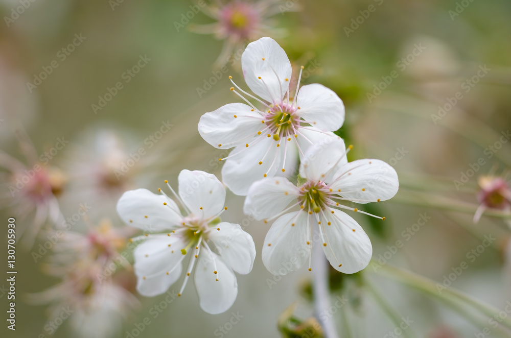 Весенние белые цветы на деревьях. Красивые, белые весенние цветки цветут на деревьях в лесу. Весеннее апрельское утро в красивом, цветущем лесу.