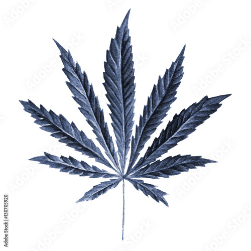 Bright cannabis sativa leaf painted in watercolor. Hand drawn marijuana illustration isolated on white background. Design element