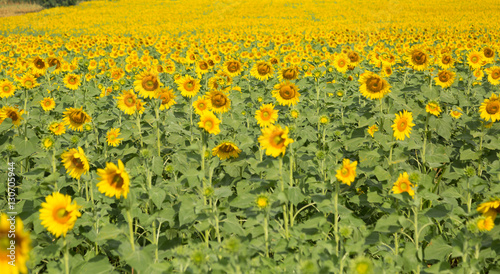 sunflowers in field with lovely sky in winter season of Thailand