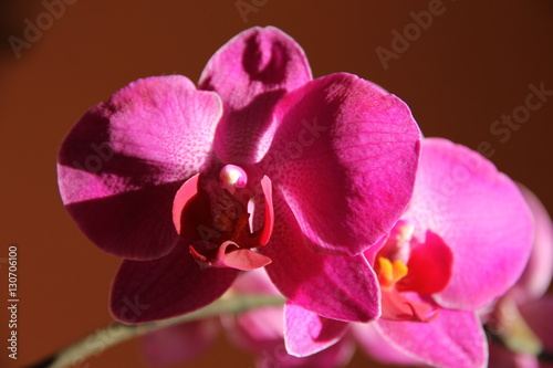 Бутон ярко розовой орхидеи на оранжевом фоне © ekaterina0609