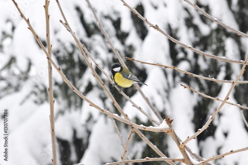 Kohlmeise (Parus major) im Winter auf Baum