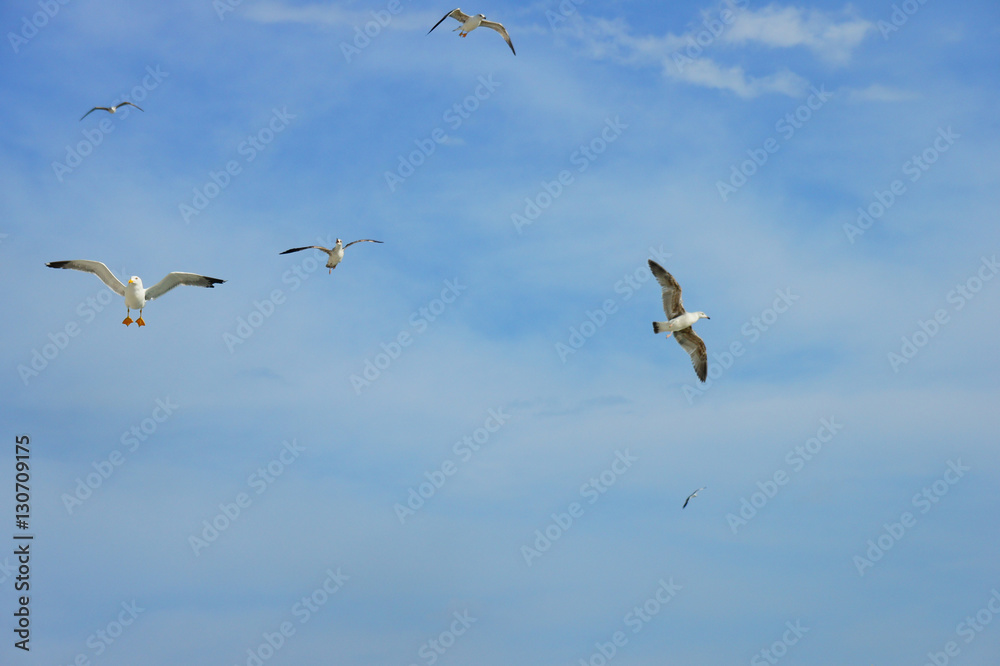 Flying seagulls