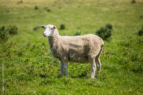 Sheep with green grass in New Zealand