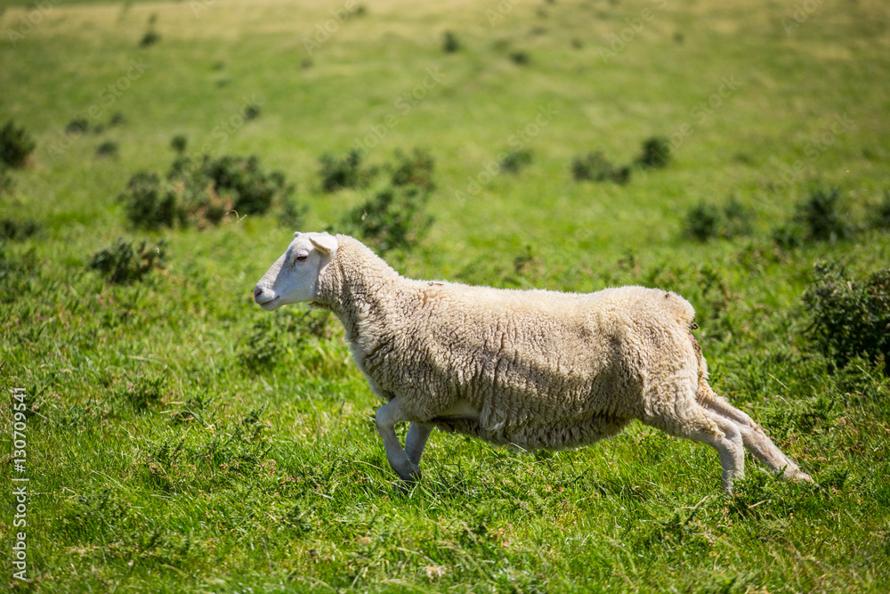 Obraz premium Sheep running with green grass in New Zealand