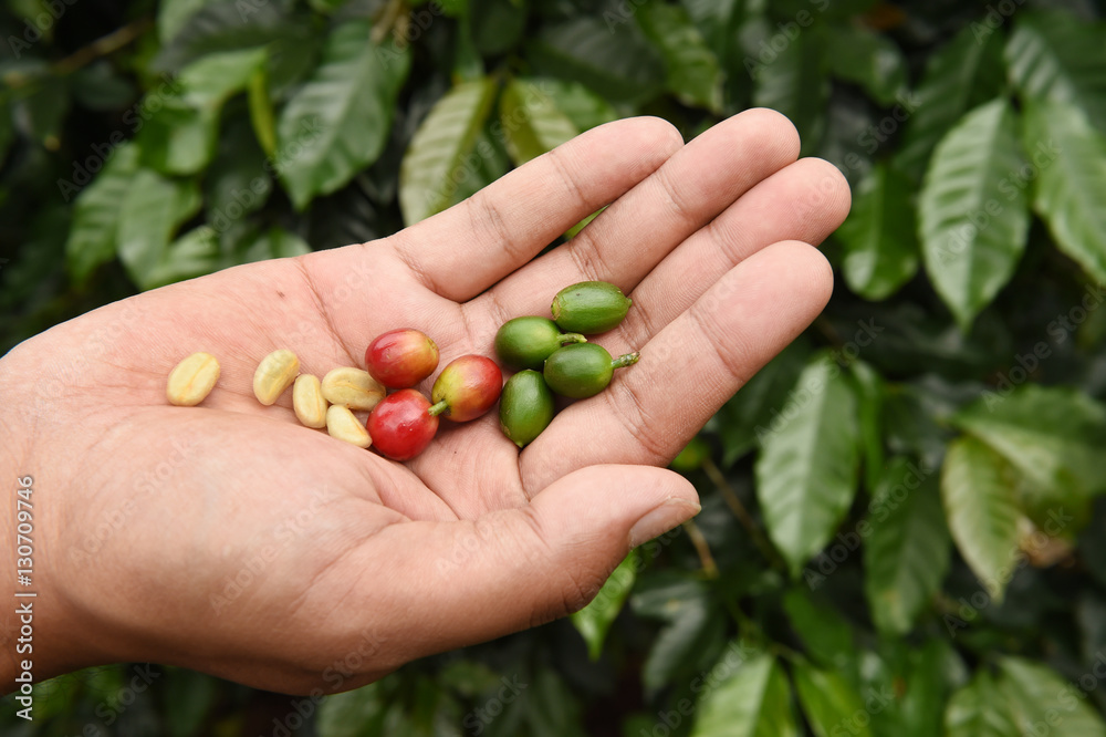Fresh coffee bean on hand Fresh coffee bean on hand
