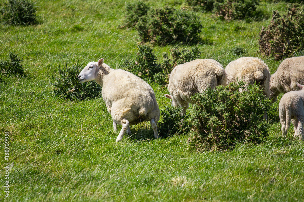 Sheep piss in green grass in New Zealand Sheep piss in green grass in New Zealand