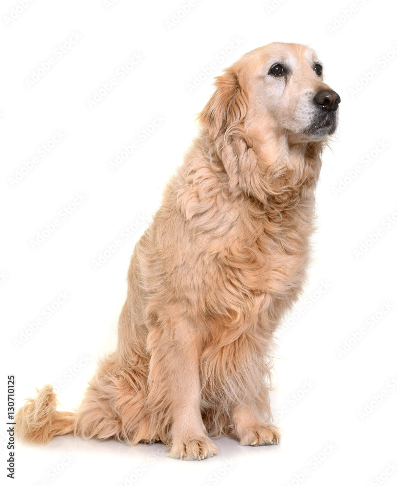 Obraz premium old golden retriever