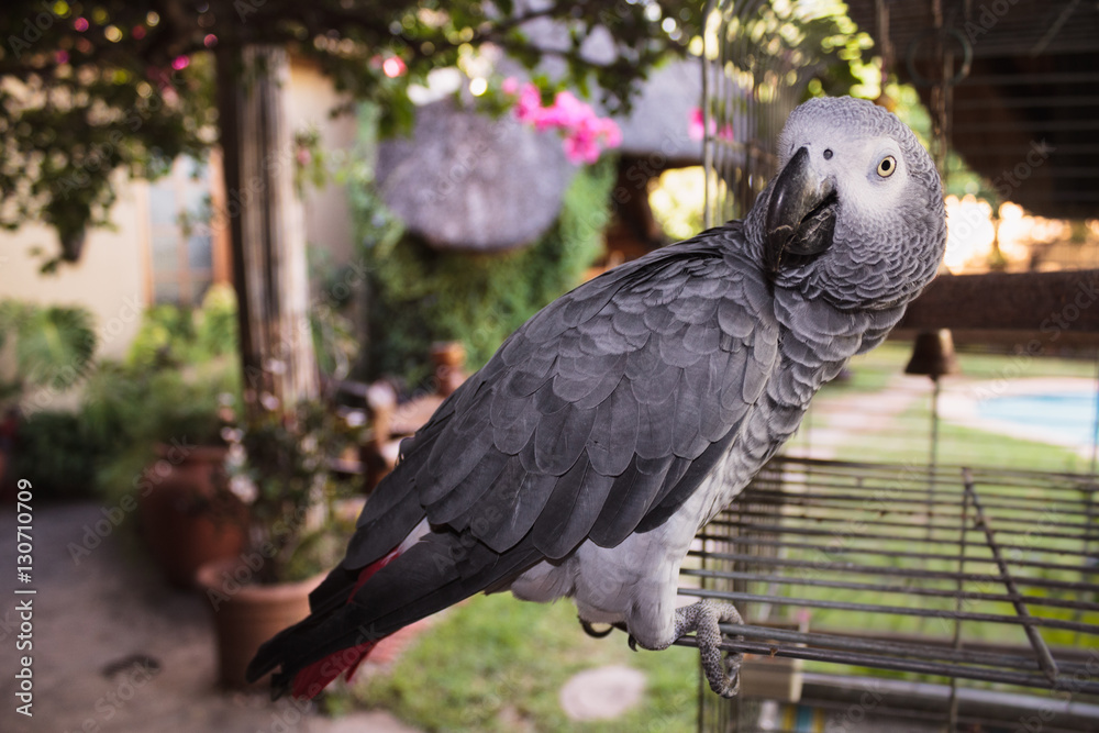 Obraz premium real live African parrot home next to his cell in the garden