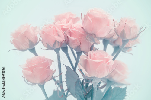 Pink roses close-up