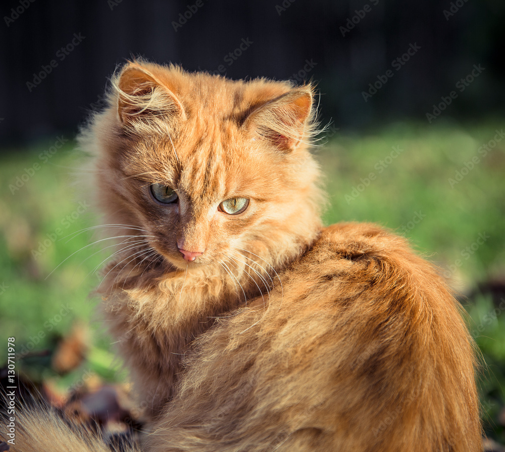Red domestic tomcat among the grass and leaves