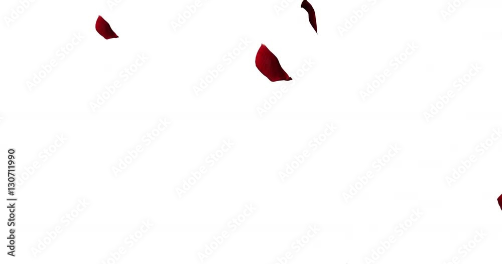 red colorful petals rose flying animation on white background, love and valentine day concept red colorful petals rose flying animation on white background, love and valentine day concept