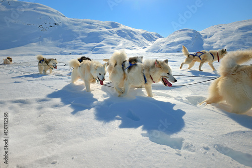 Obraz na plátně Sled dogs on the pack ice