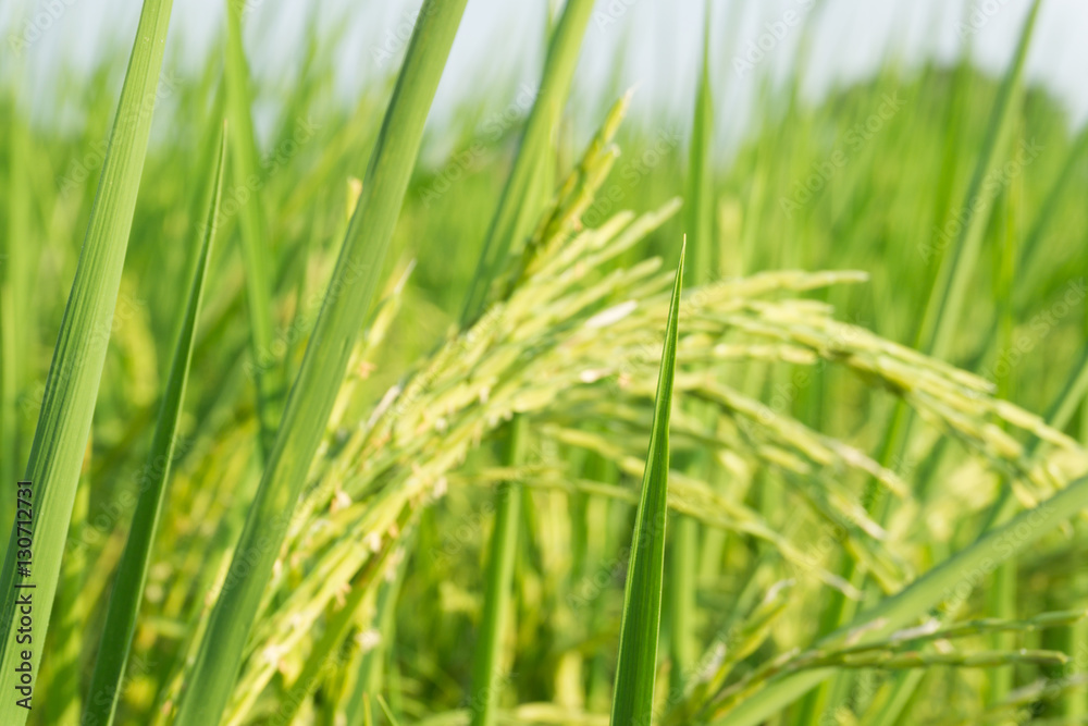 Rice field Rice field