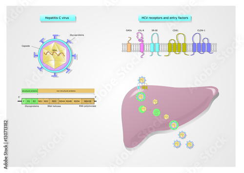 Hepatitis C virus (HCV), structure, receptors, replication photo