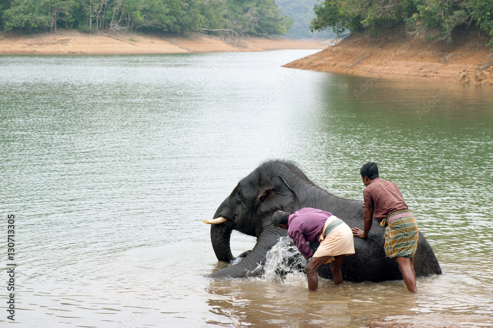 Fototapeta premium Bathing time for elephant in a lake with gadman at Kottoor, Kappukadu Elephant Rehabilitation Centre, Kerala, India