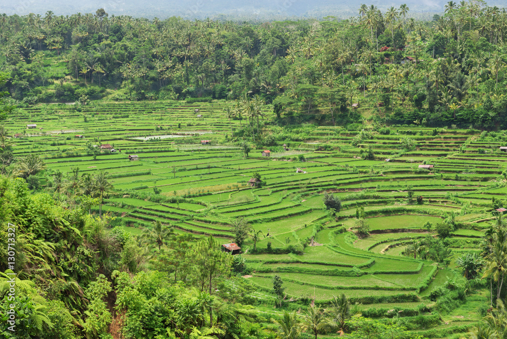 green terraced rice fields