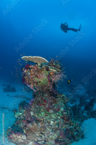 diver coral life diving Sudan Soudan Red Sea safari