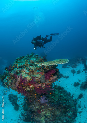 diver coral life diving Sudan Soudan Red Sea safari
