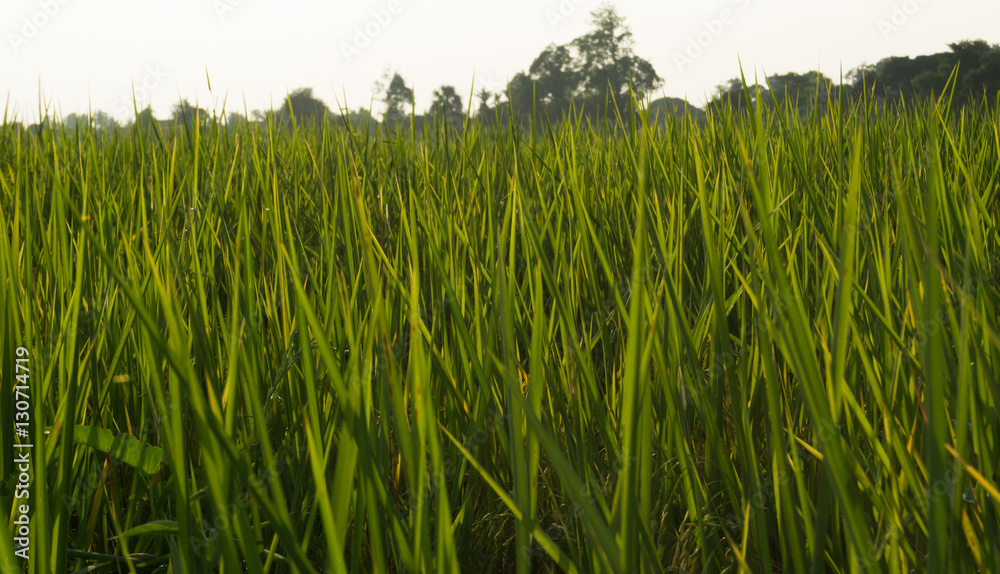 Rice field Rice field