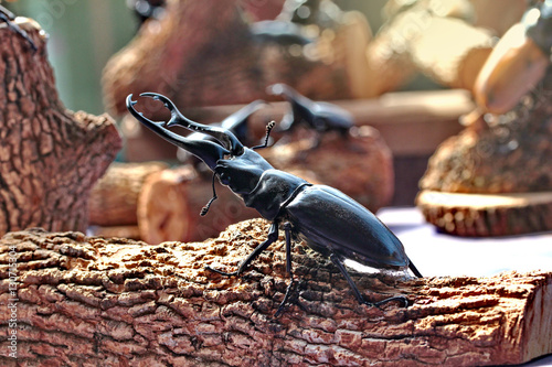 Handmade ,The beautiful beetle staffing ,Staffed giraffa mandible beetle ,male , perched on branches. Selective focus. photo